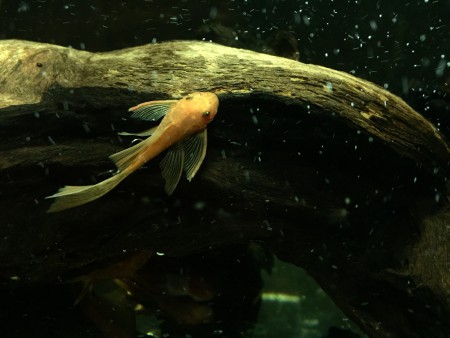 Ancistrus Red Longfin Jong